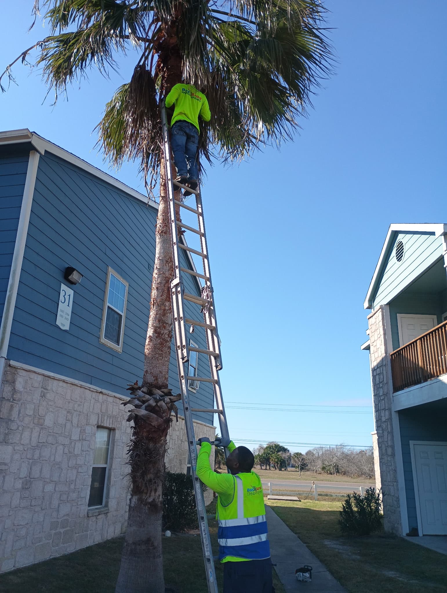 Tree Trimming & Pruning