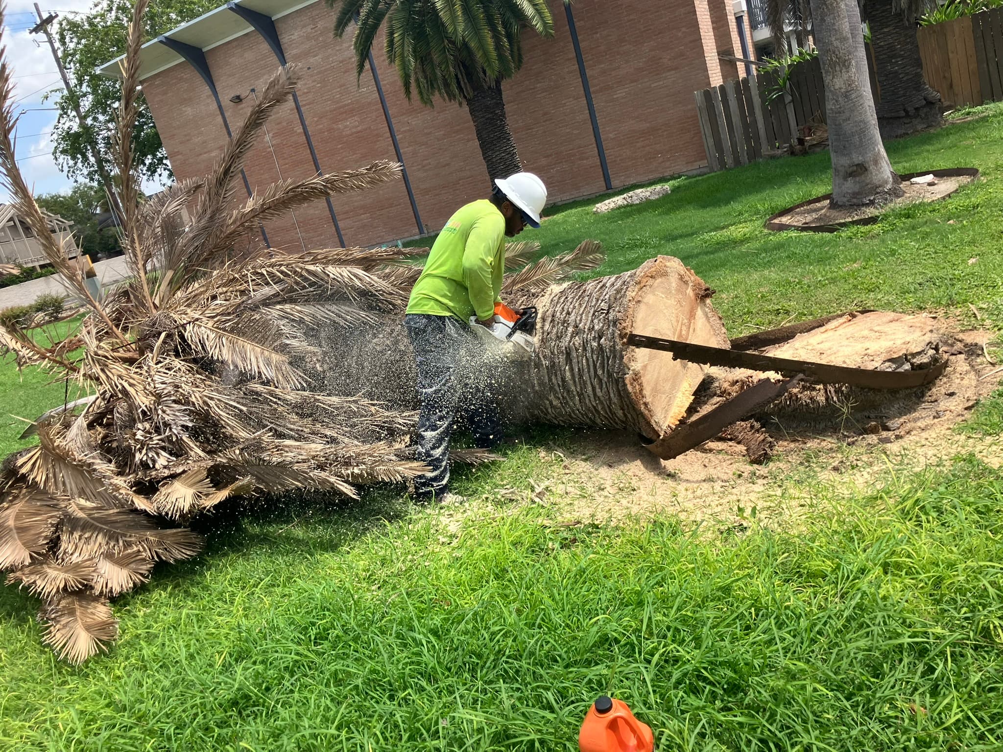 Tree Removal